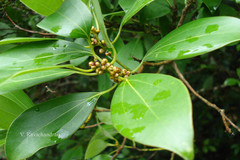 Neolitsea zeylanica